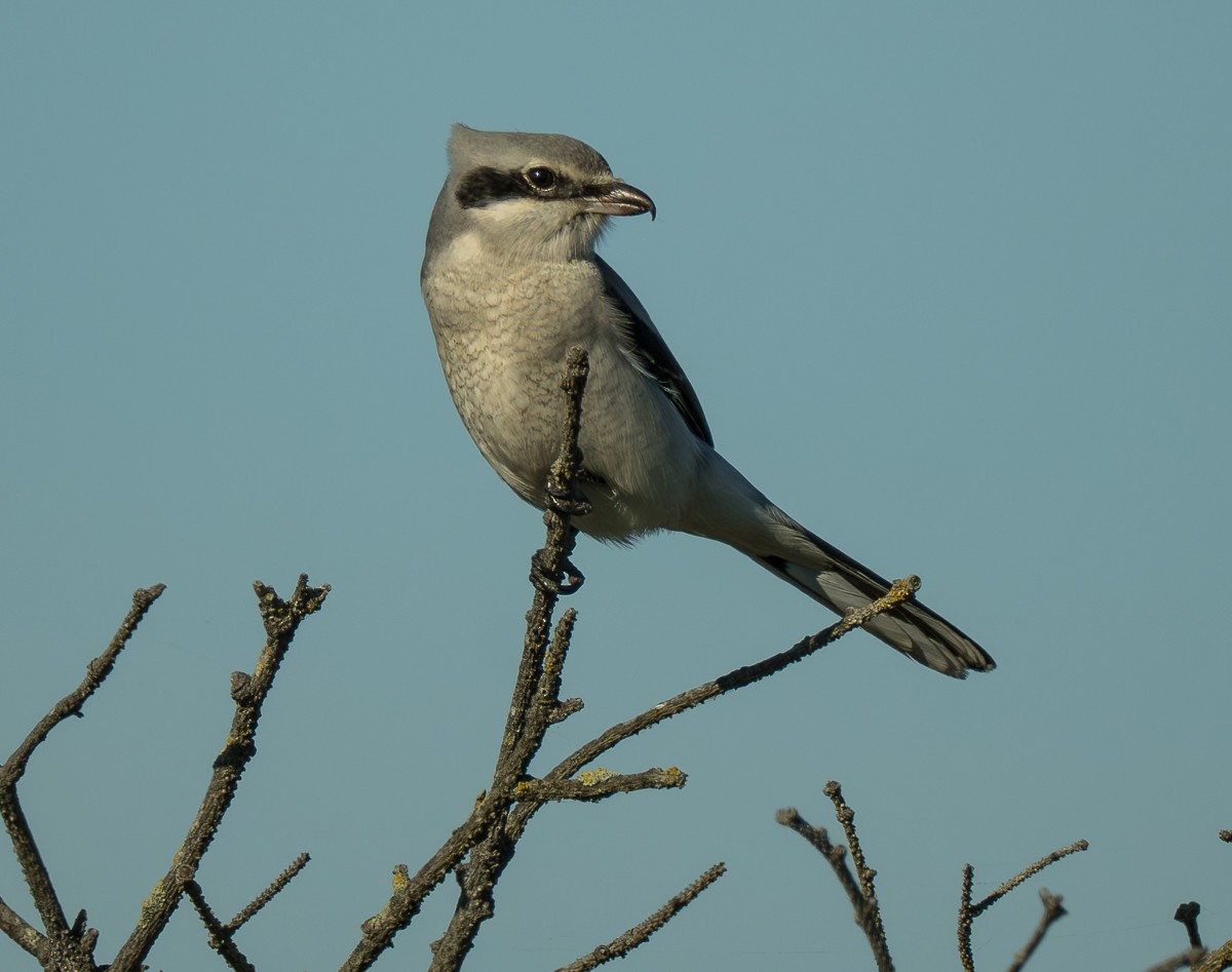 חנקן צפוני - ML647158586