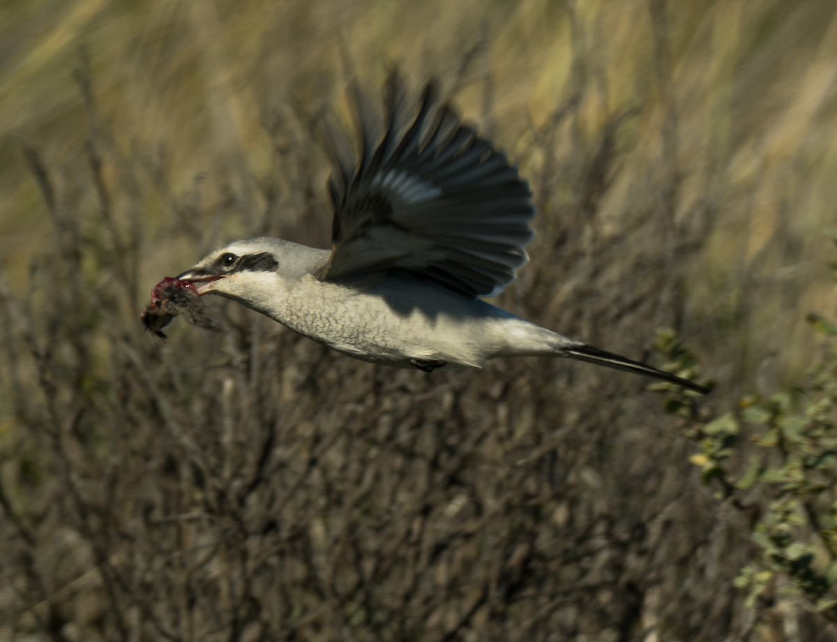 חנקן צפוני - ML647158587