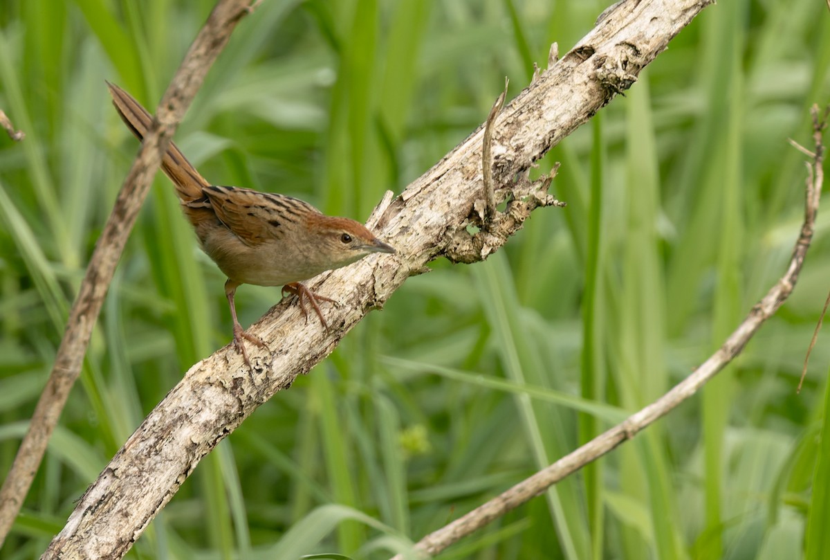 Матата руда - ML647158588