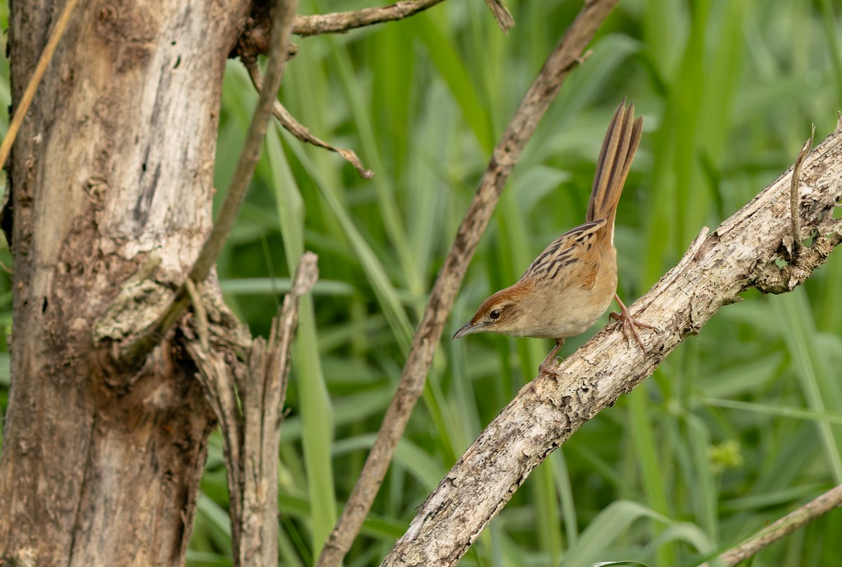 Матата руда - ML647158589