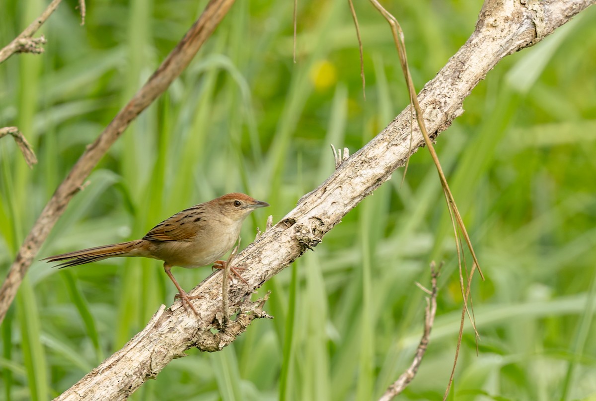 Матата руда - ML647158590