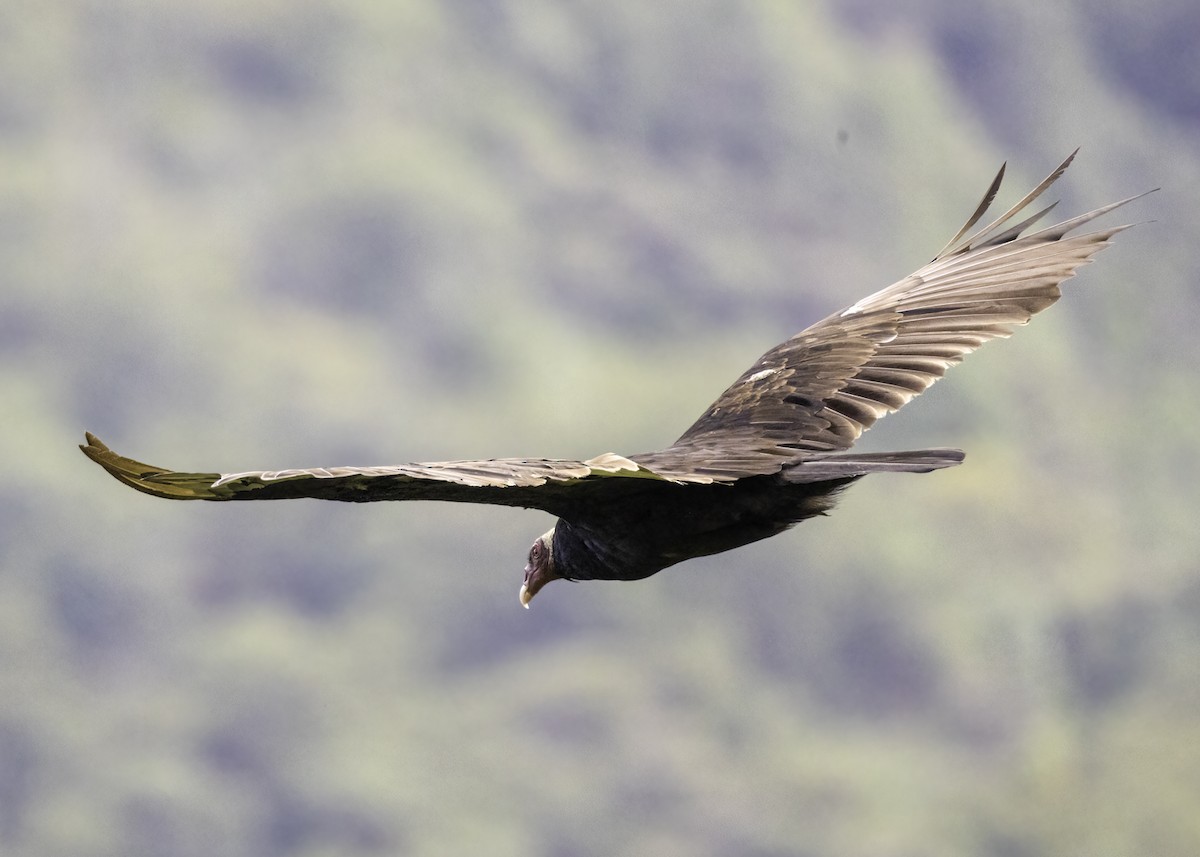 Urubu à tête rouge - ML647158592