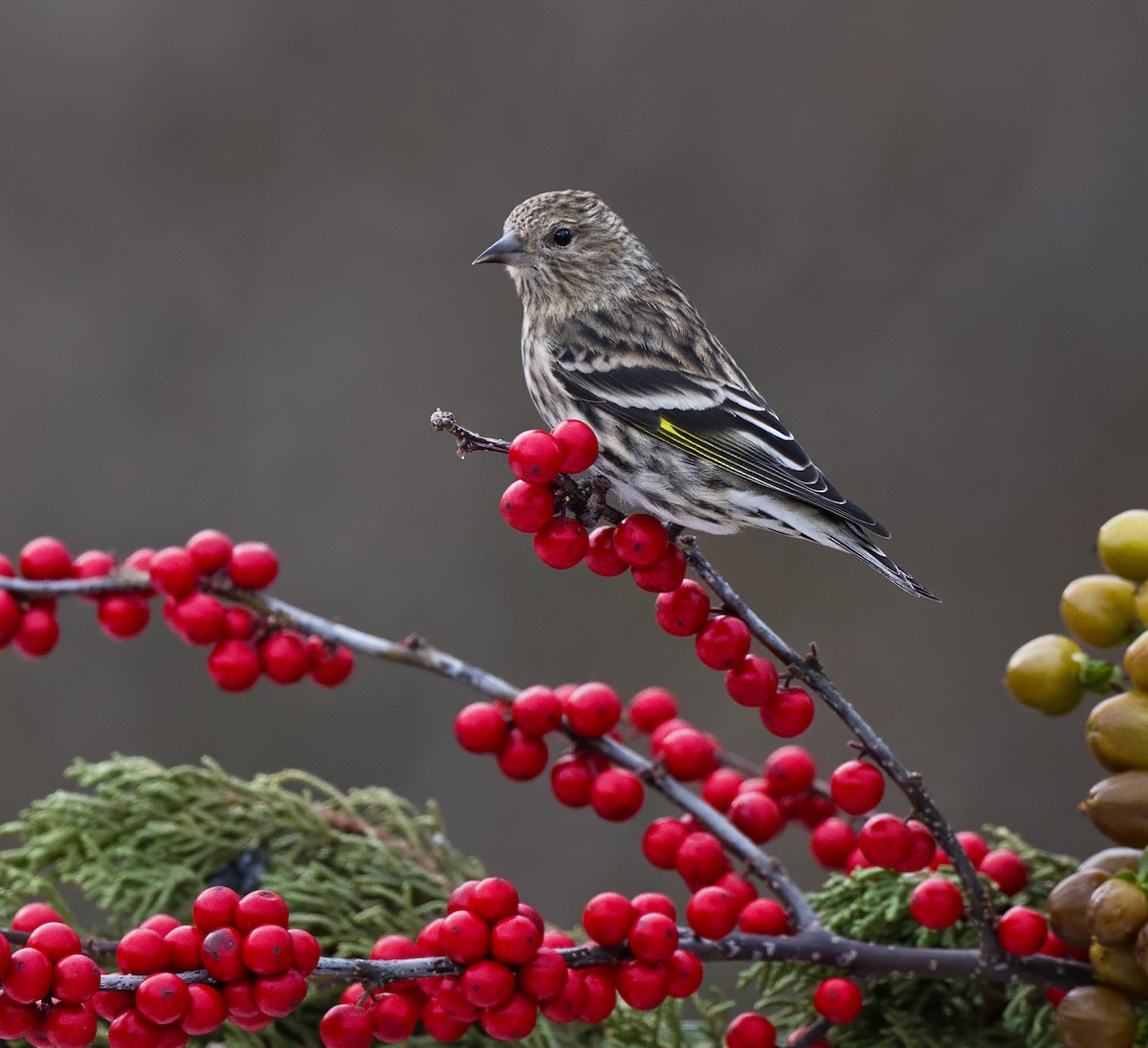 Pine Siskin - ML647158593