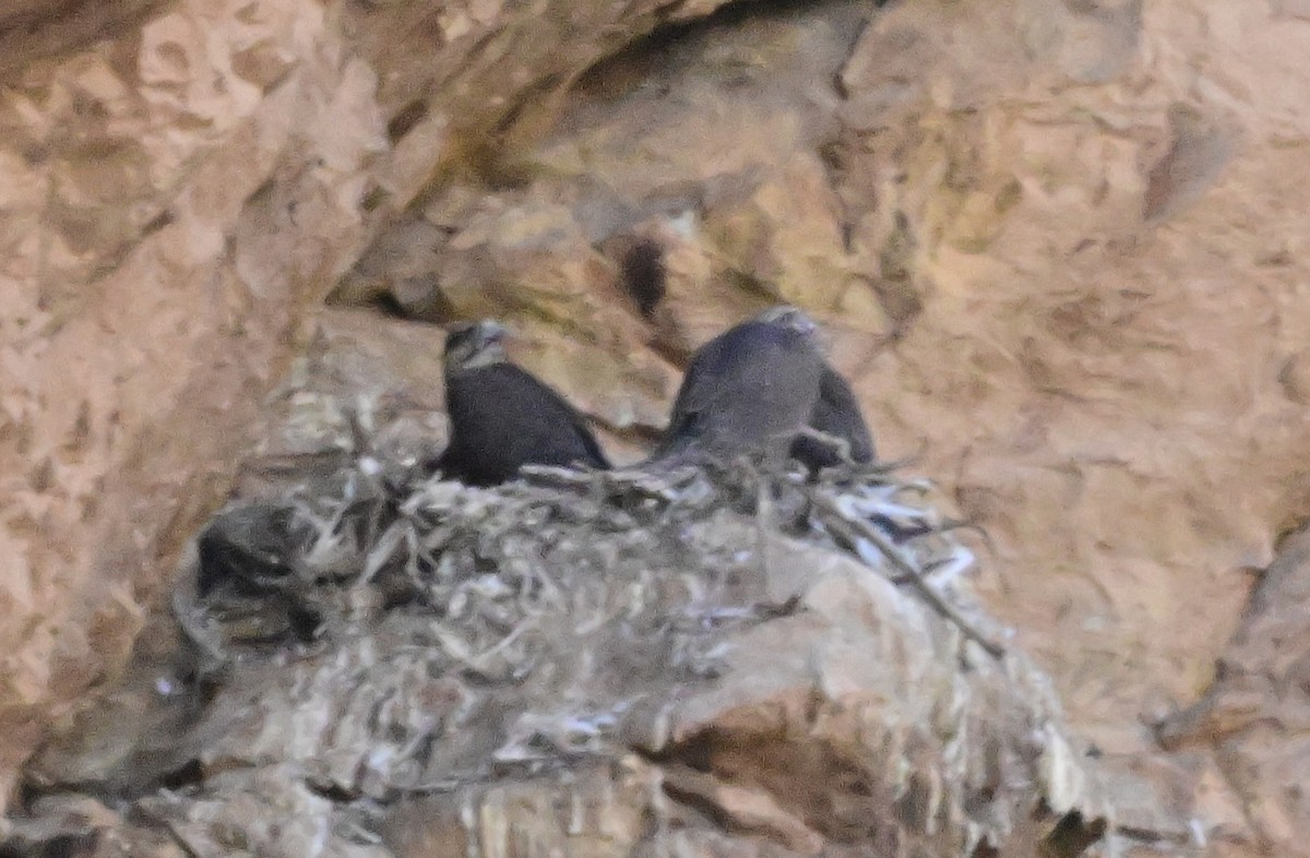 Saker Falcon - ML647158596