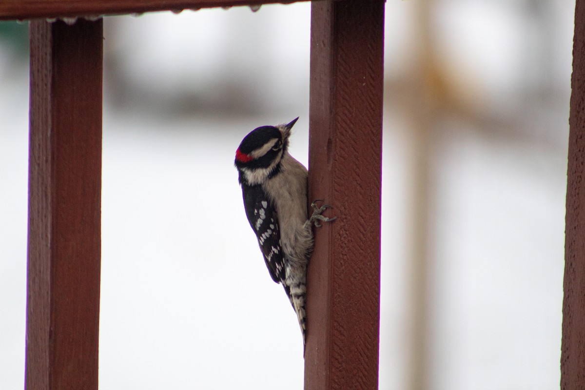 Downy Woodpecker - ML647158609