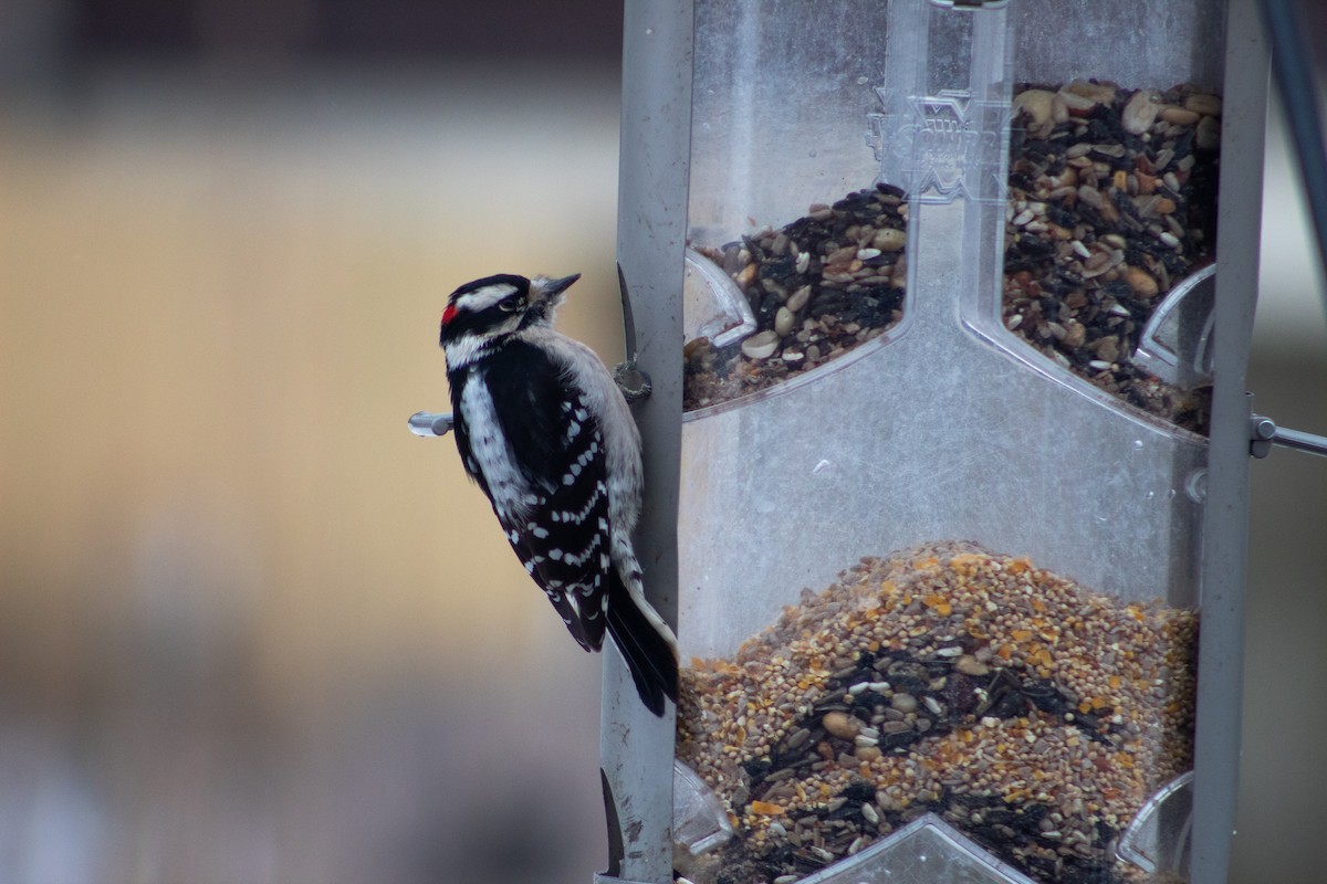 Downy Woodpecker - ML647158610