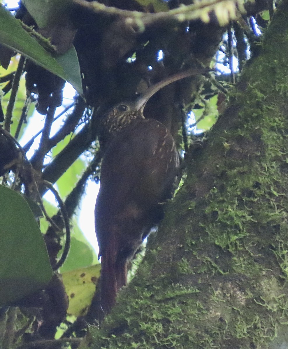 Brown-billed Scythebill - ML647158611