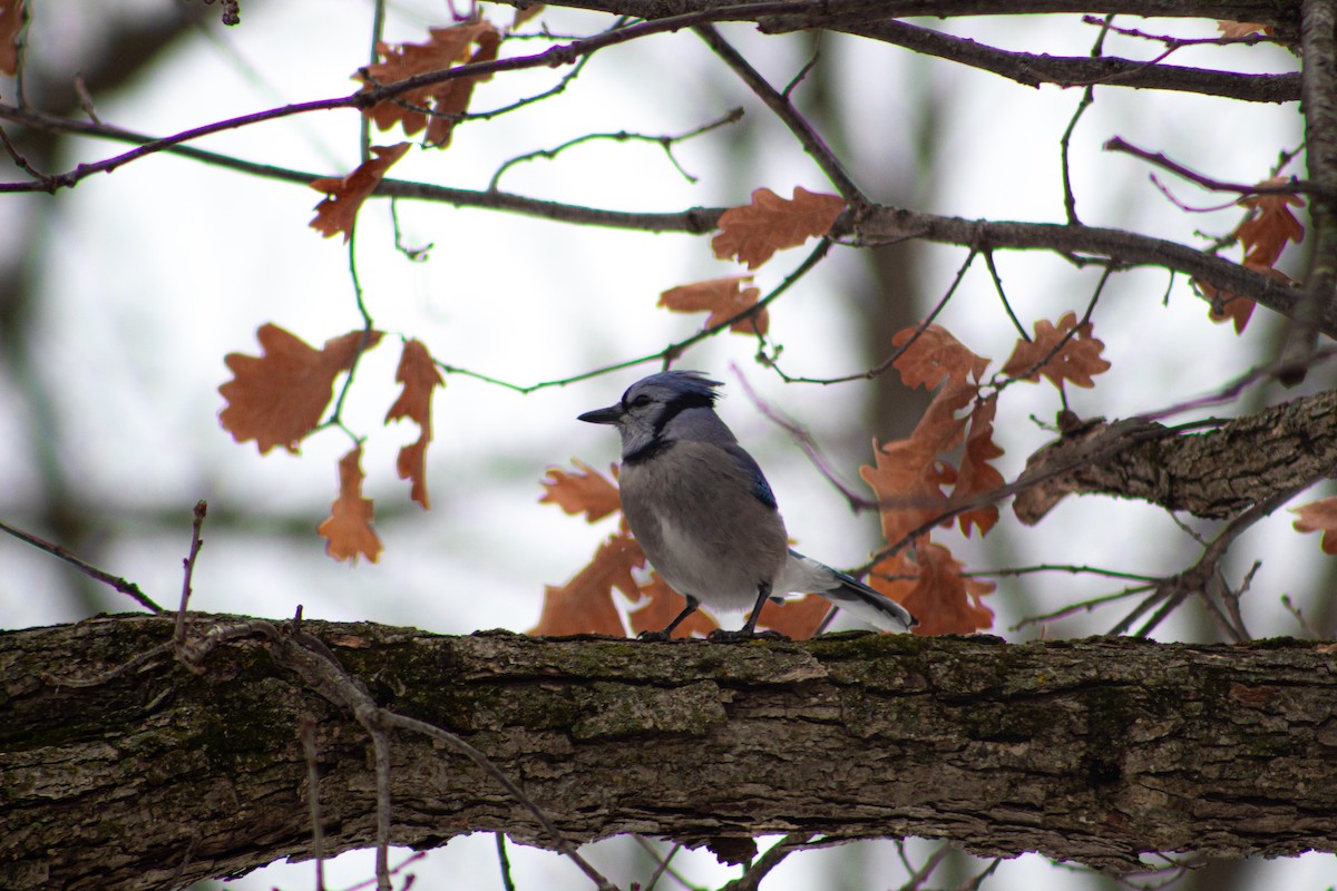 Сизойка блакитна - ML647158620