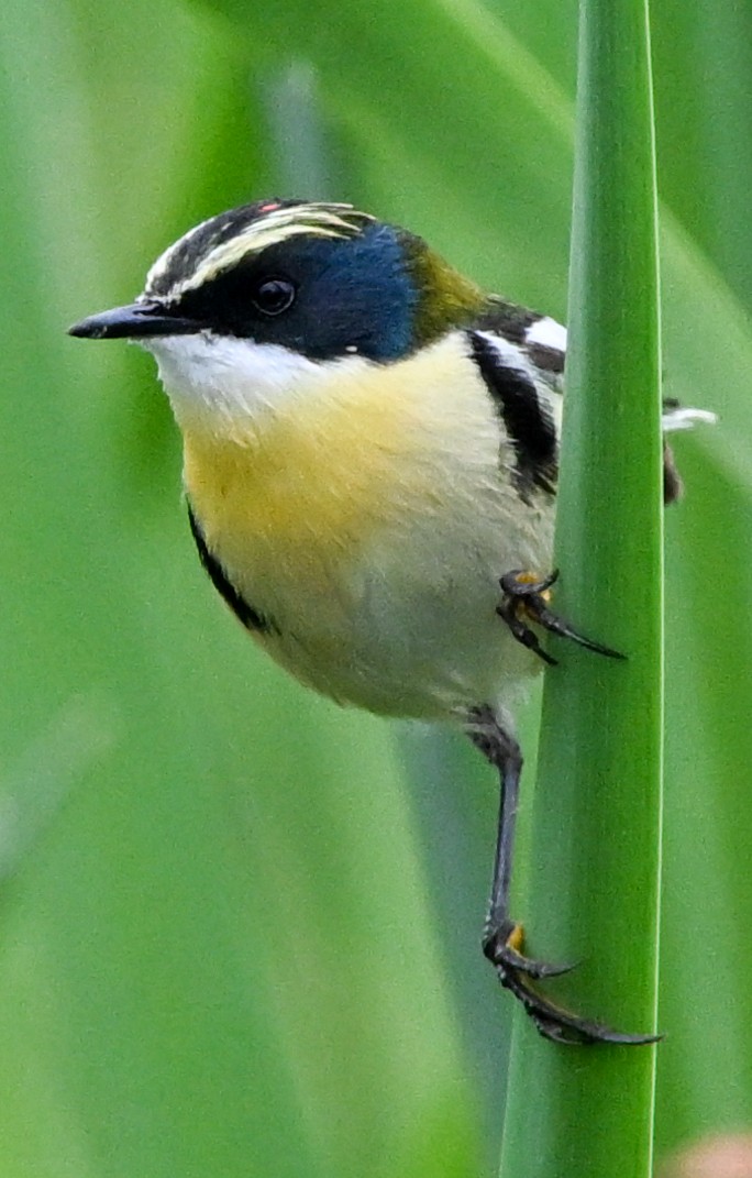 Many-colored Rush Tyrant - ML647158621