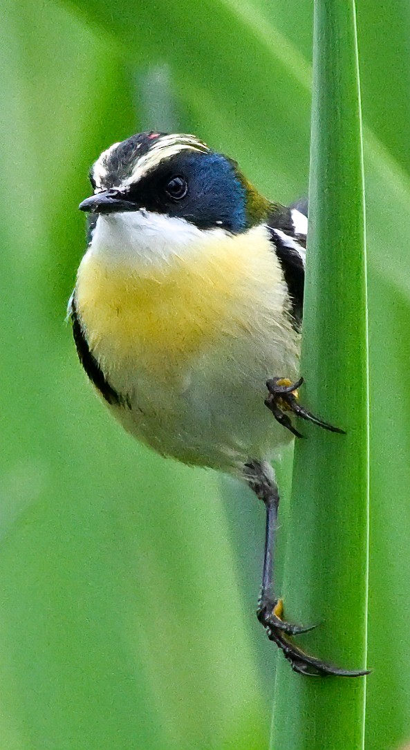 Many-colored Rush Tyrant - ML647158622