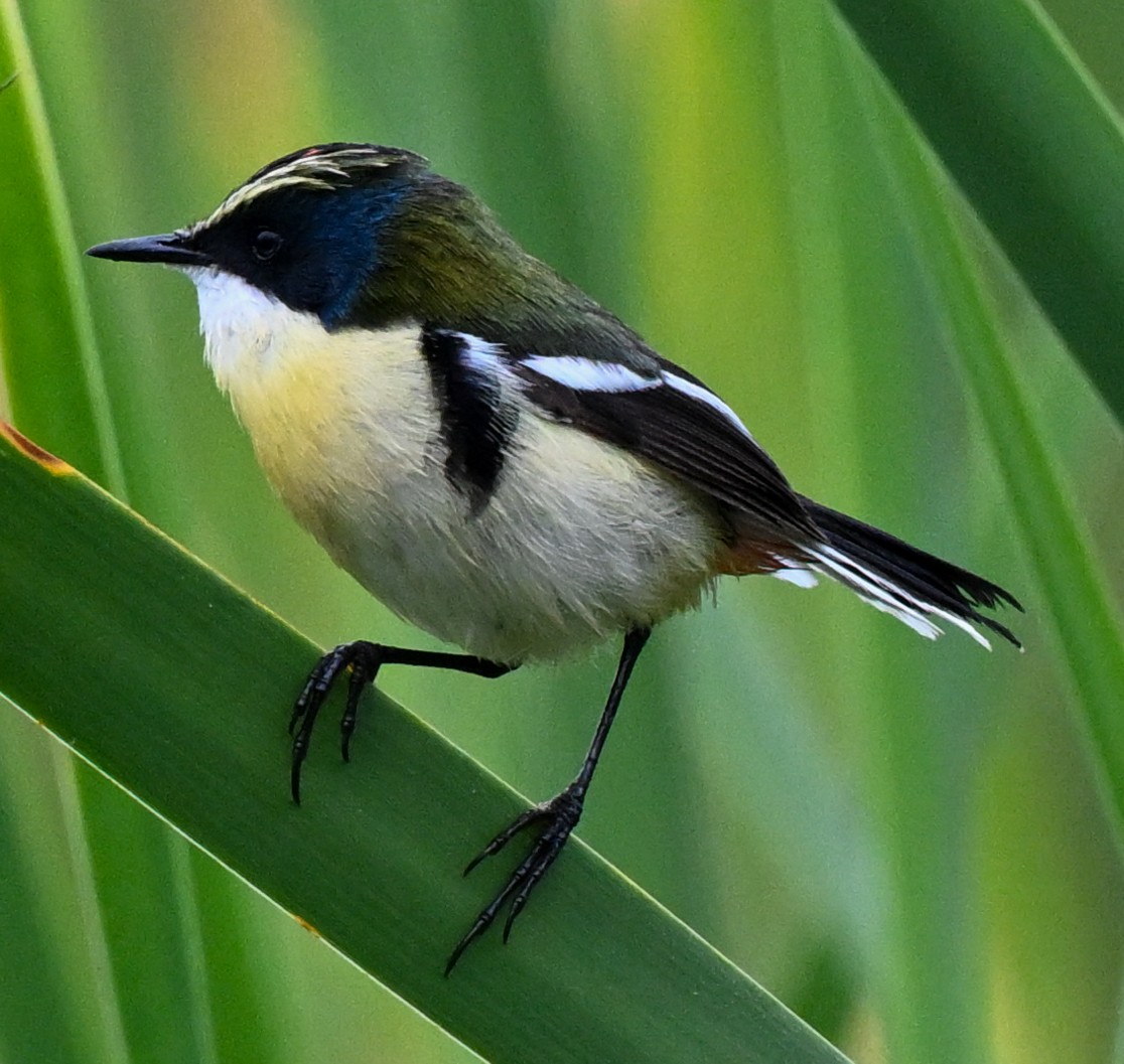 Many-colored Rush Tyrant - ML647158623