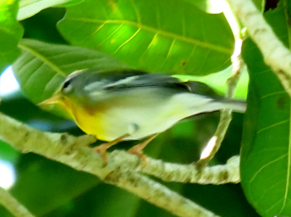 Northern Parula - ML647158624