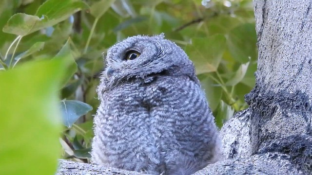 Western Screech-Owl - ML647158626