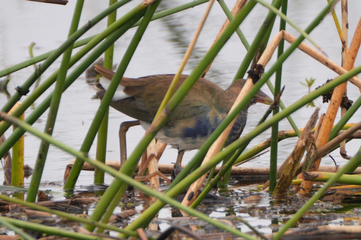 Purple Gallinule - ML647158627