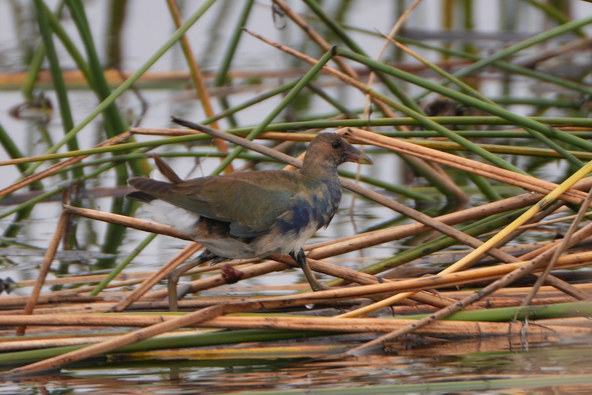 Purple Gallinule - ML647158628