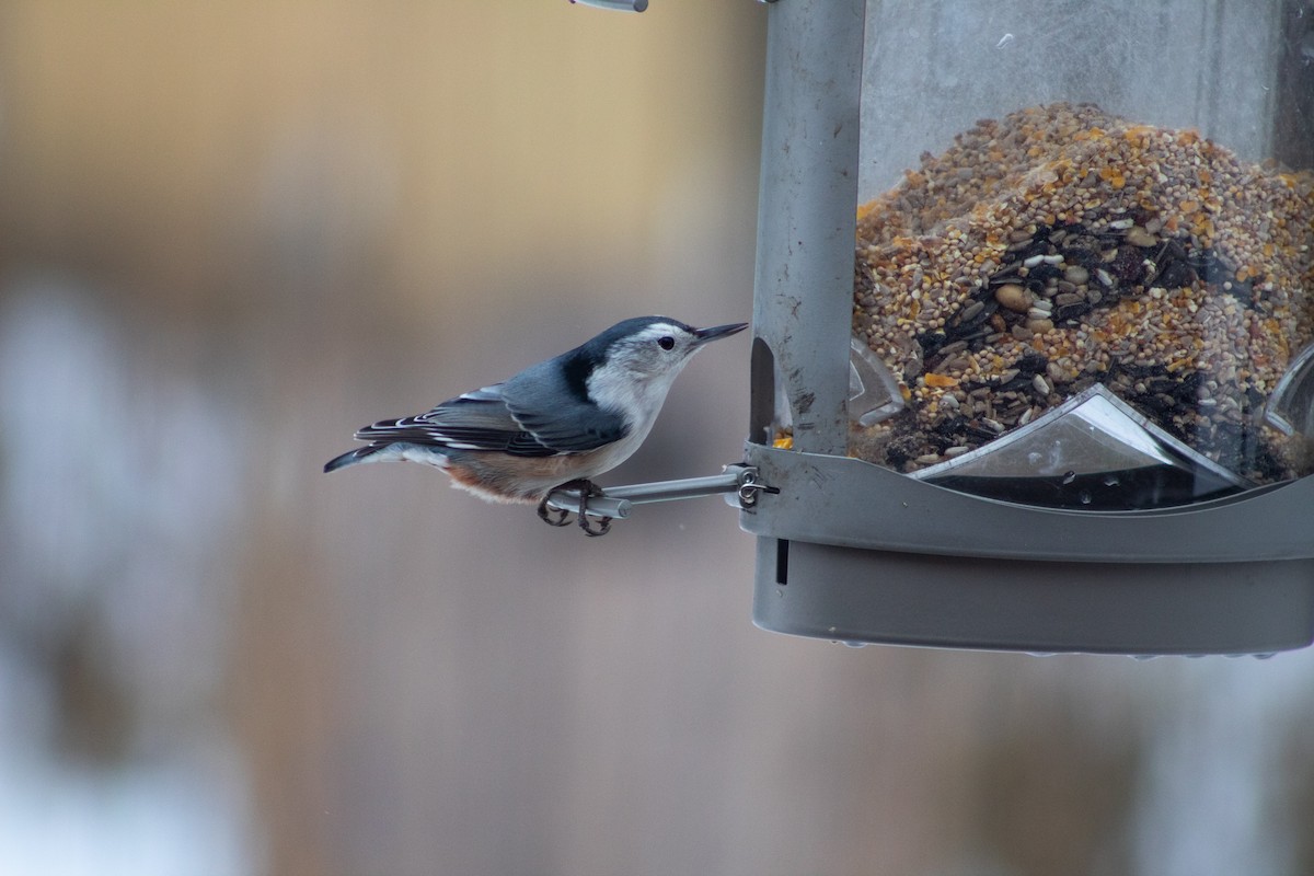 White-breasted Nuthatch - ML647158629