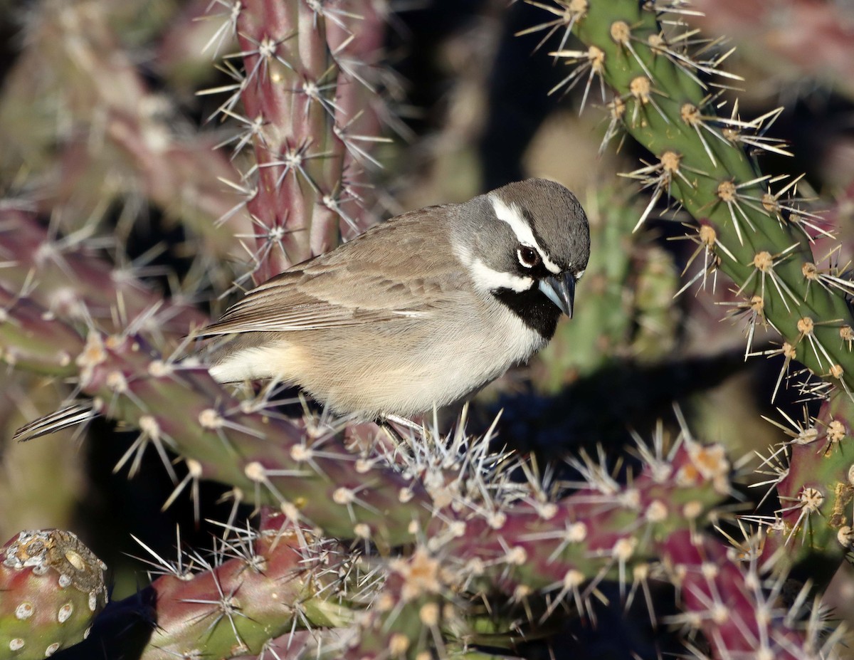 Black-throated Sparrow - ML647158644