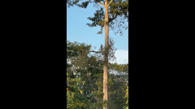 Bare-throated Tiger-Heron - ML647158646