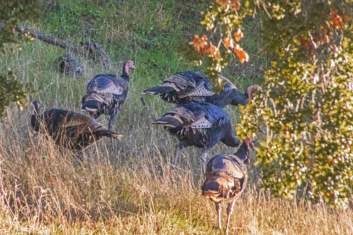 Wild Turkey - ML647158647