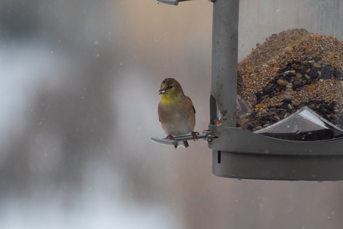 American Goldfinch - ML647158650