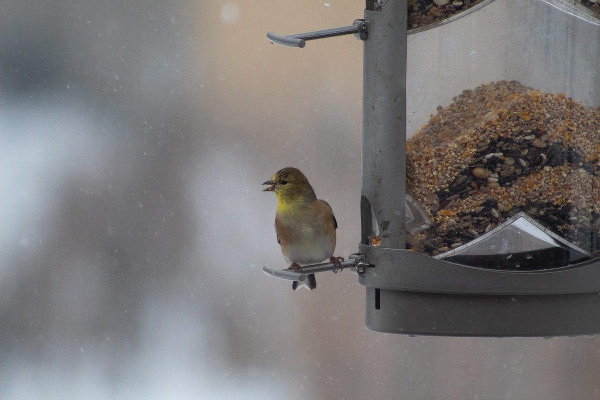 American Goldfinch - ML647158651
