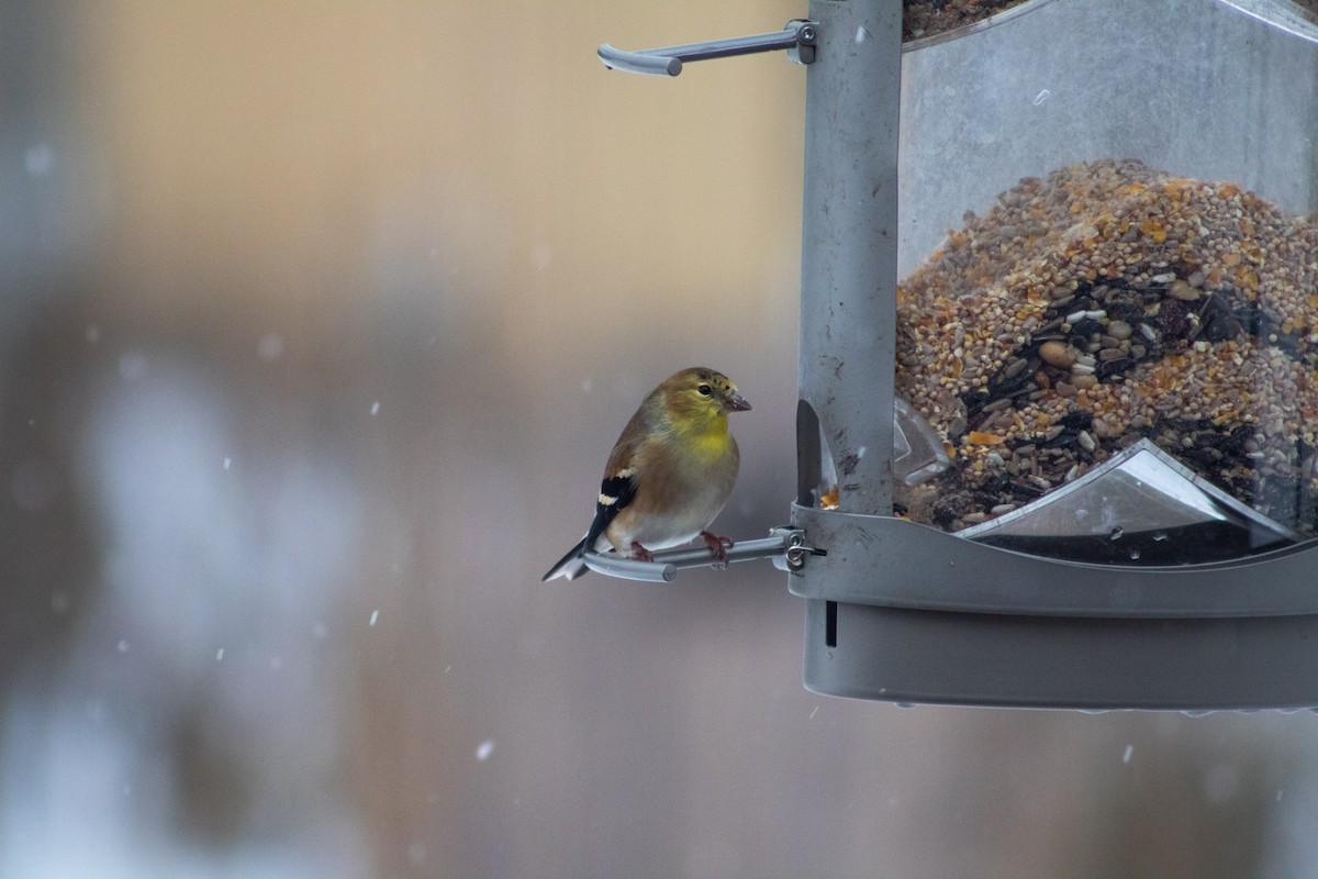 American Goldfinch - ML647158652