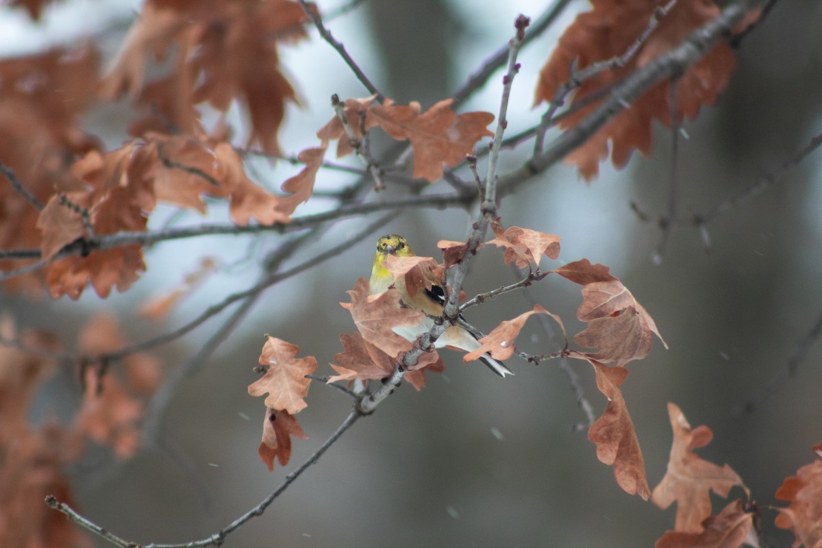 American Goldfinch - ML647158653