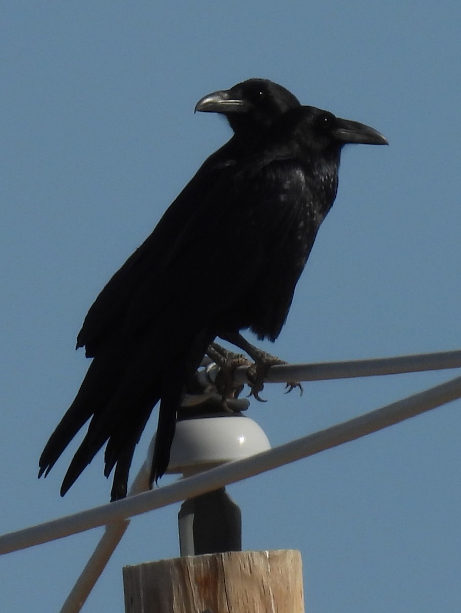 Хон хэрээ - ML647158654