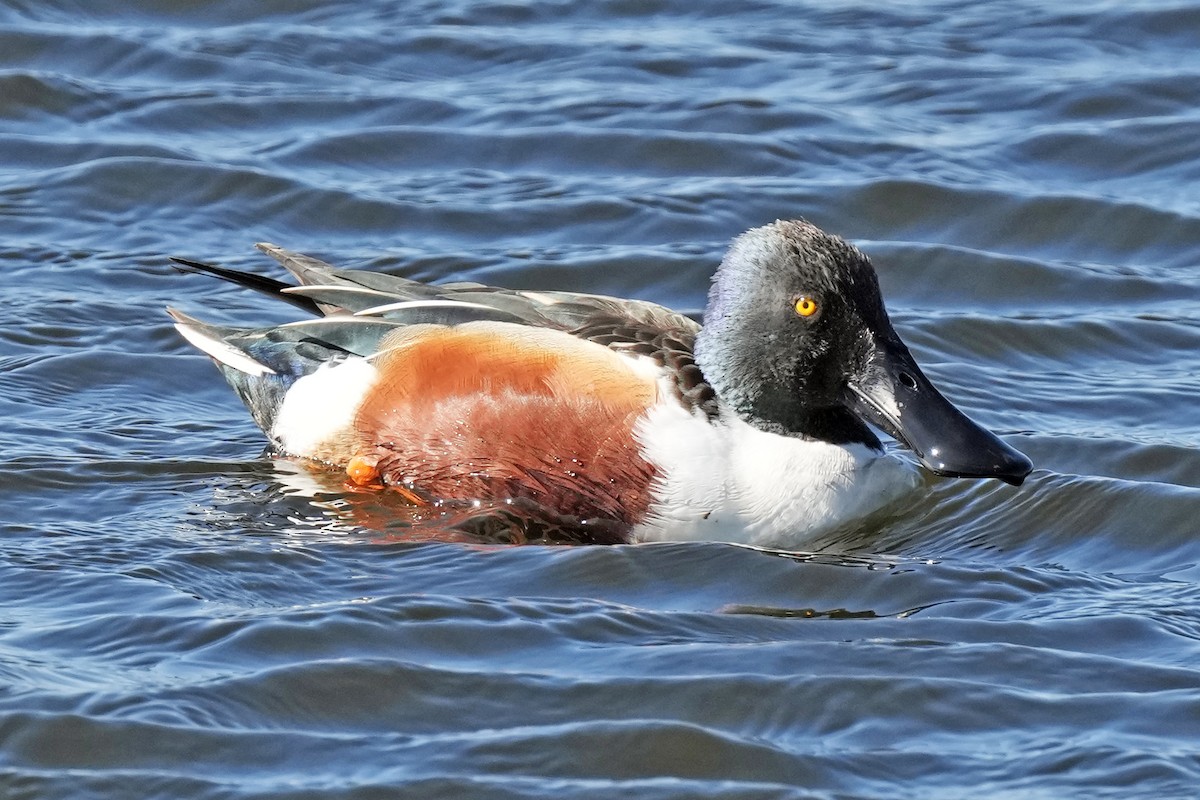 Cuchara Común - ML647158655