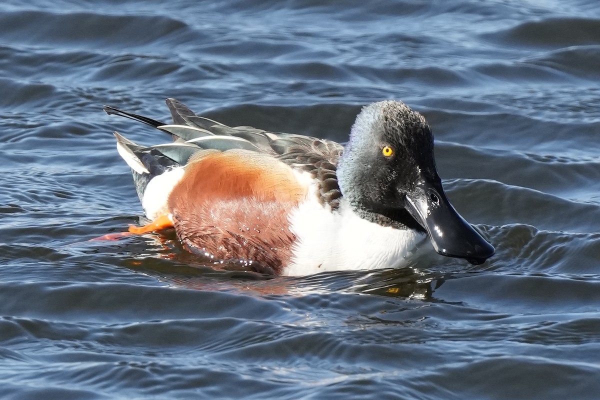 Cuchara Común - ML647158656