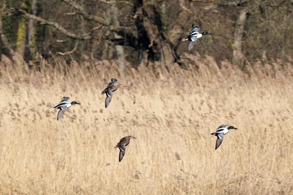 Cuchara Común - ML647158658