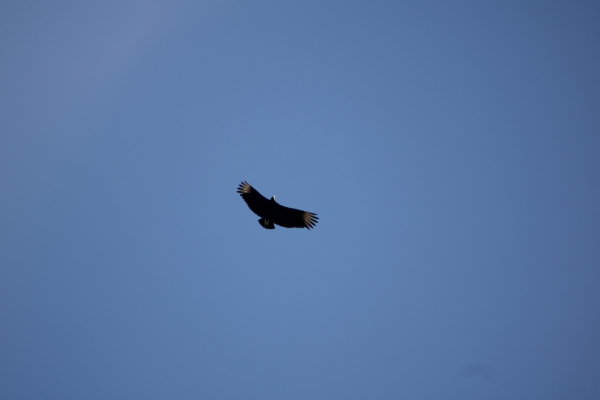 kondor havranovitý - ML647158661