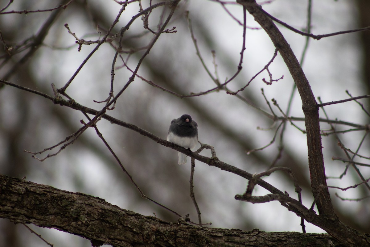 Dark-eyed Junco - ML647158663