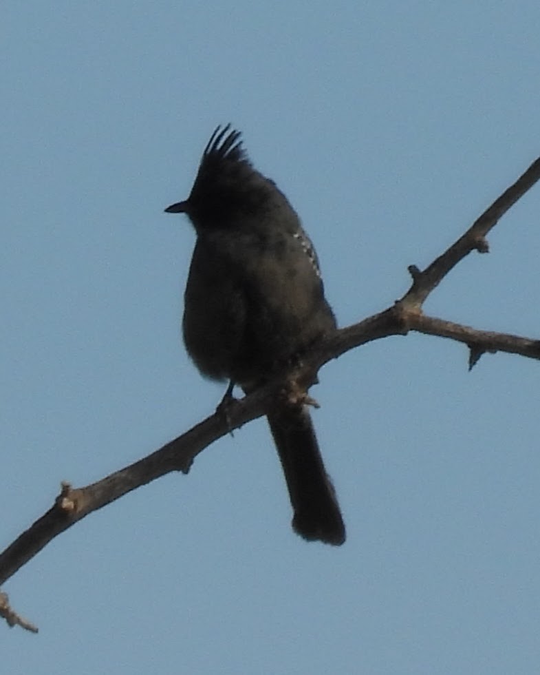 Phainopepla - ML647158664