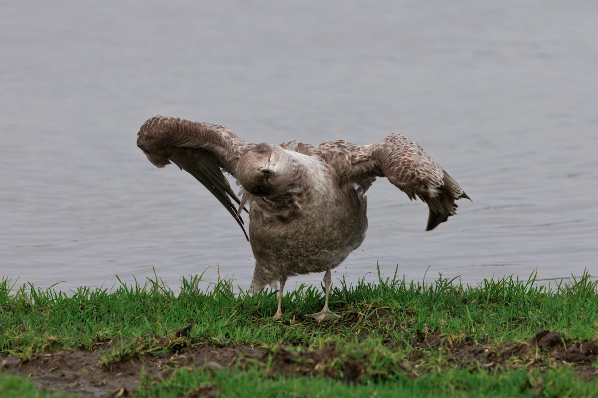 California Gull - ML647158669