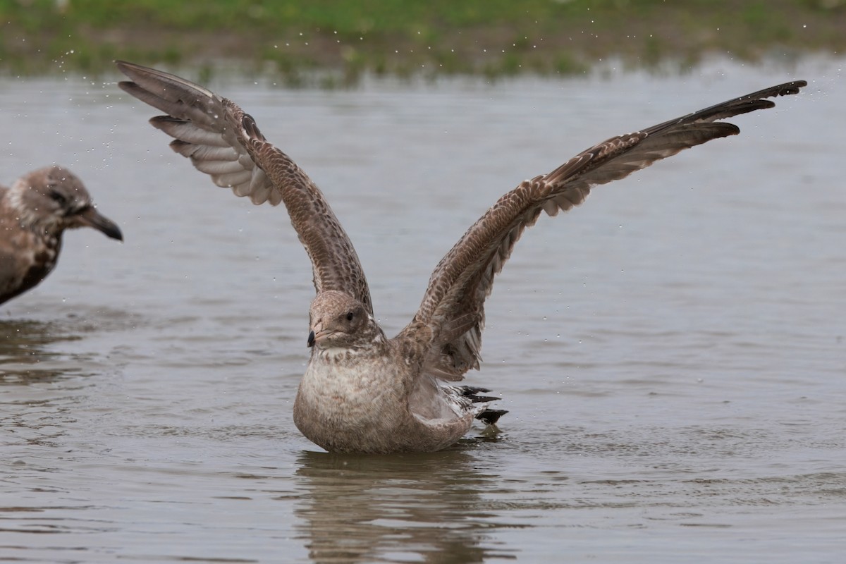 California Gull - ML647158670