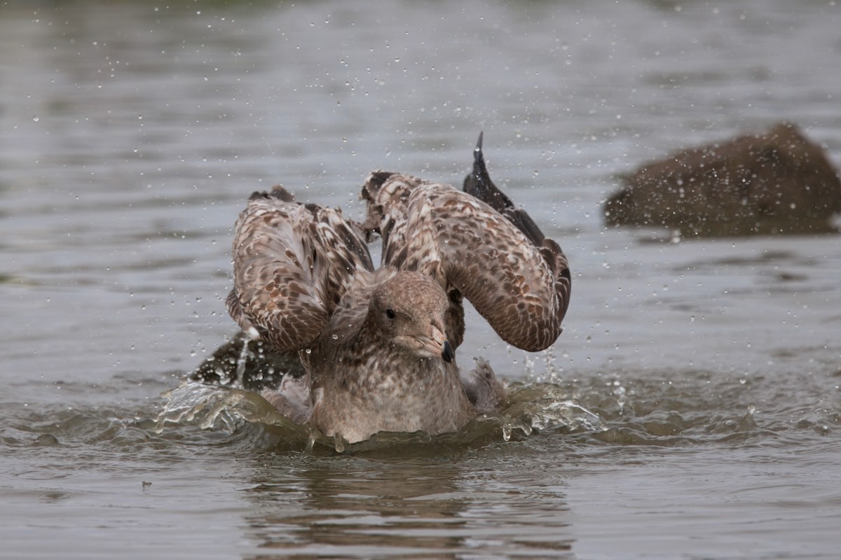 California Gull - ML647158671