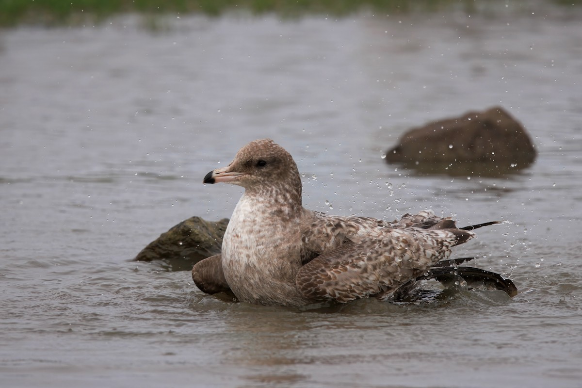 California Gull - ML647158672