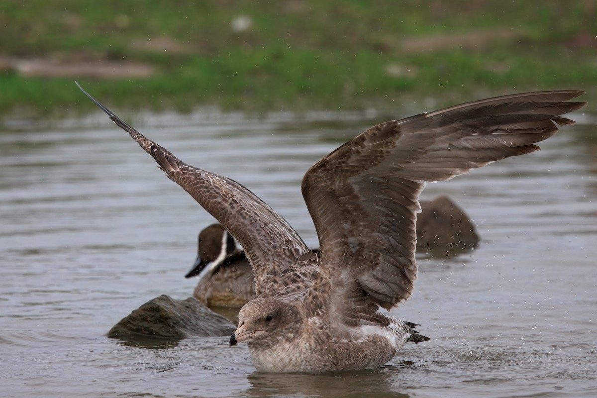 California Gull - ML647158673