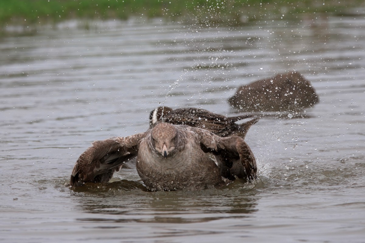 California Gull - ML647158674