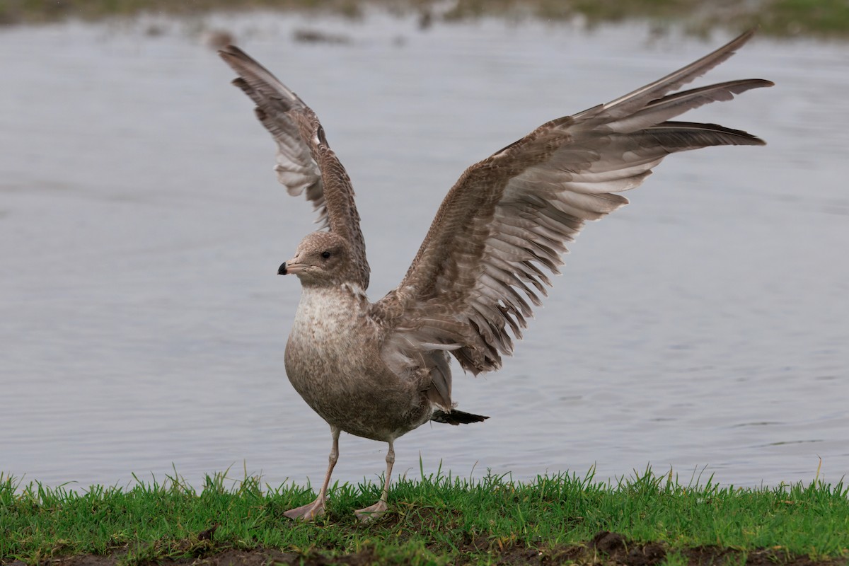 California Gull - ML647158676