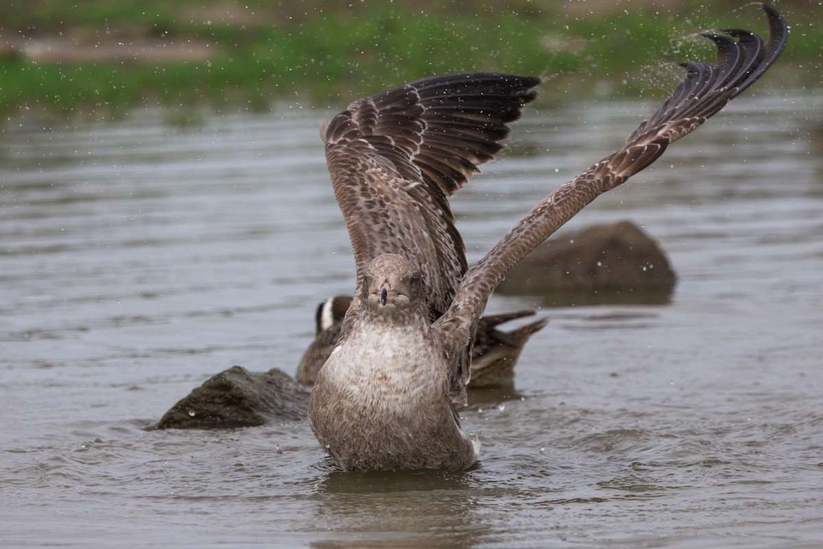 California Gull - ML647158677