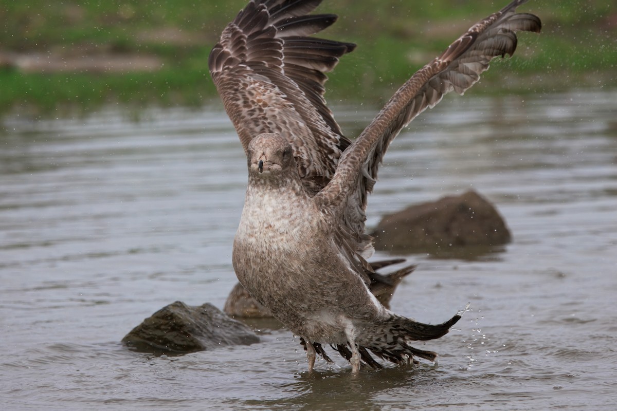 California Gull - ML647158678