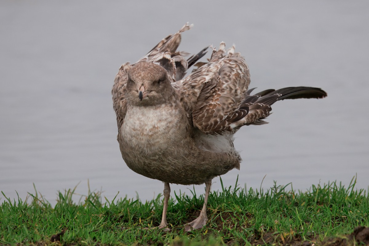 California Gull - ML647158679
