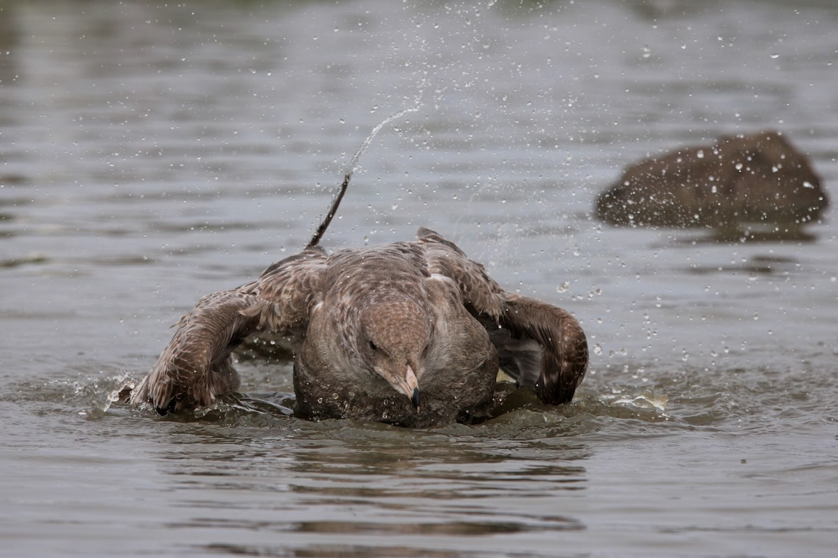 California Gull - ML647158680
