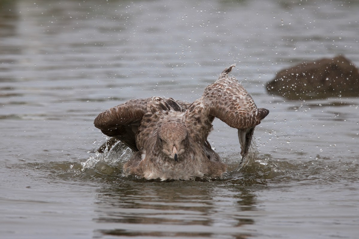 California Gull - ML647158681