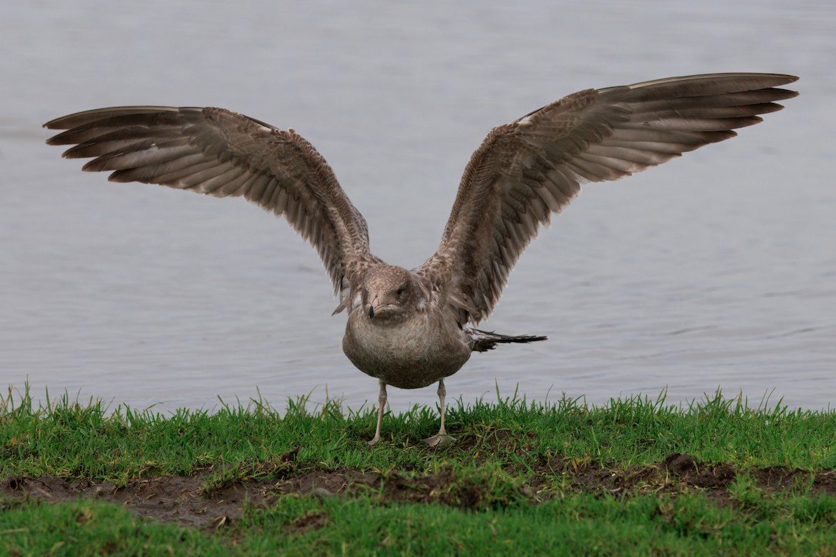 California Gull - ML647158682