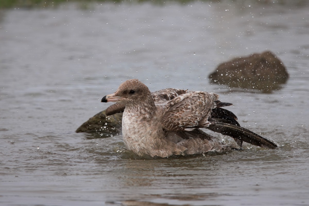 California Gull - ML647158683