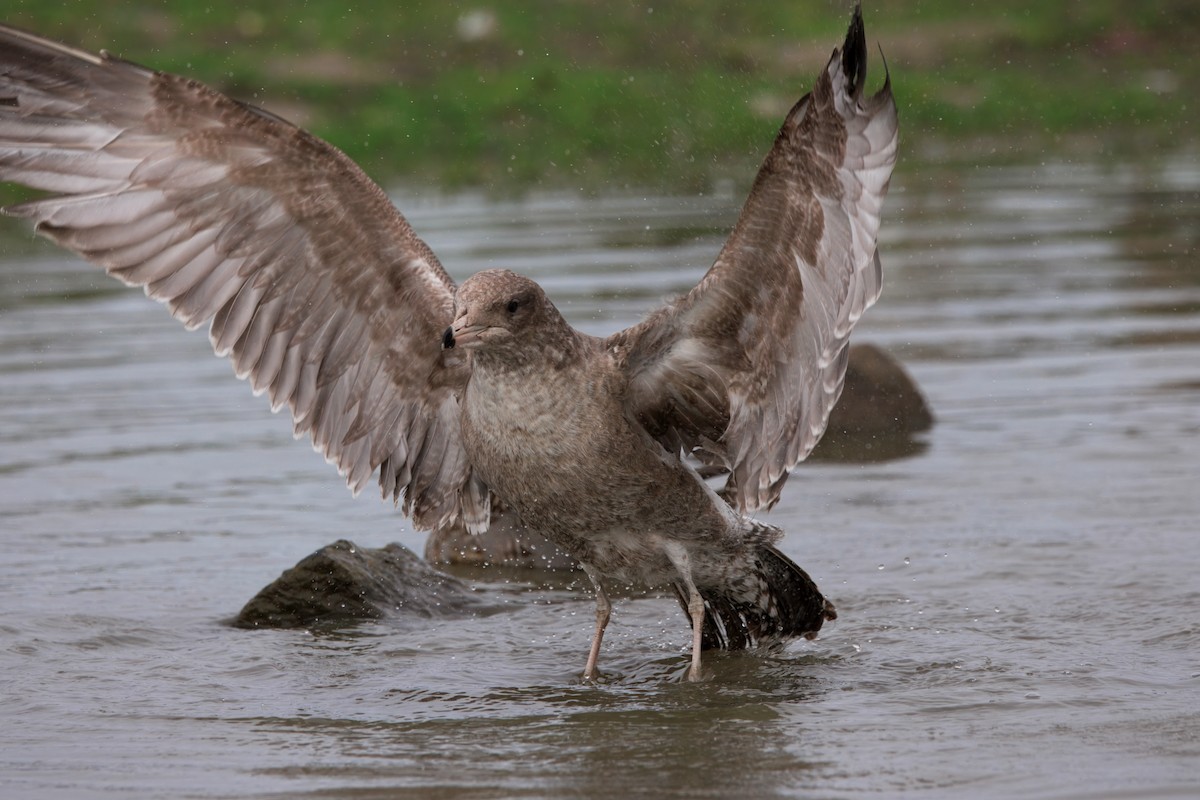 California Gull - ML647158684