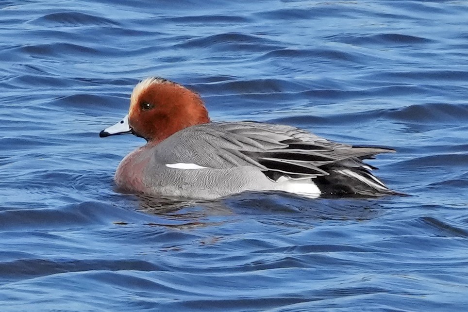 Eurasian Wigeon - ML647158687